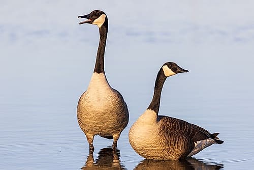 Canada Geese in wetland-Marion County-Illinois Art Print